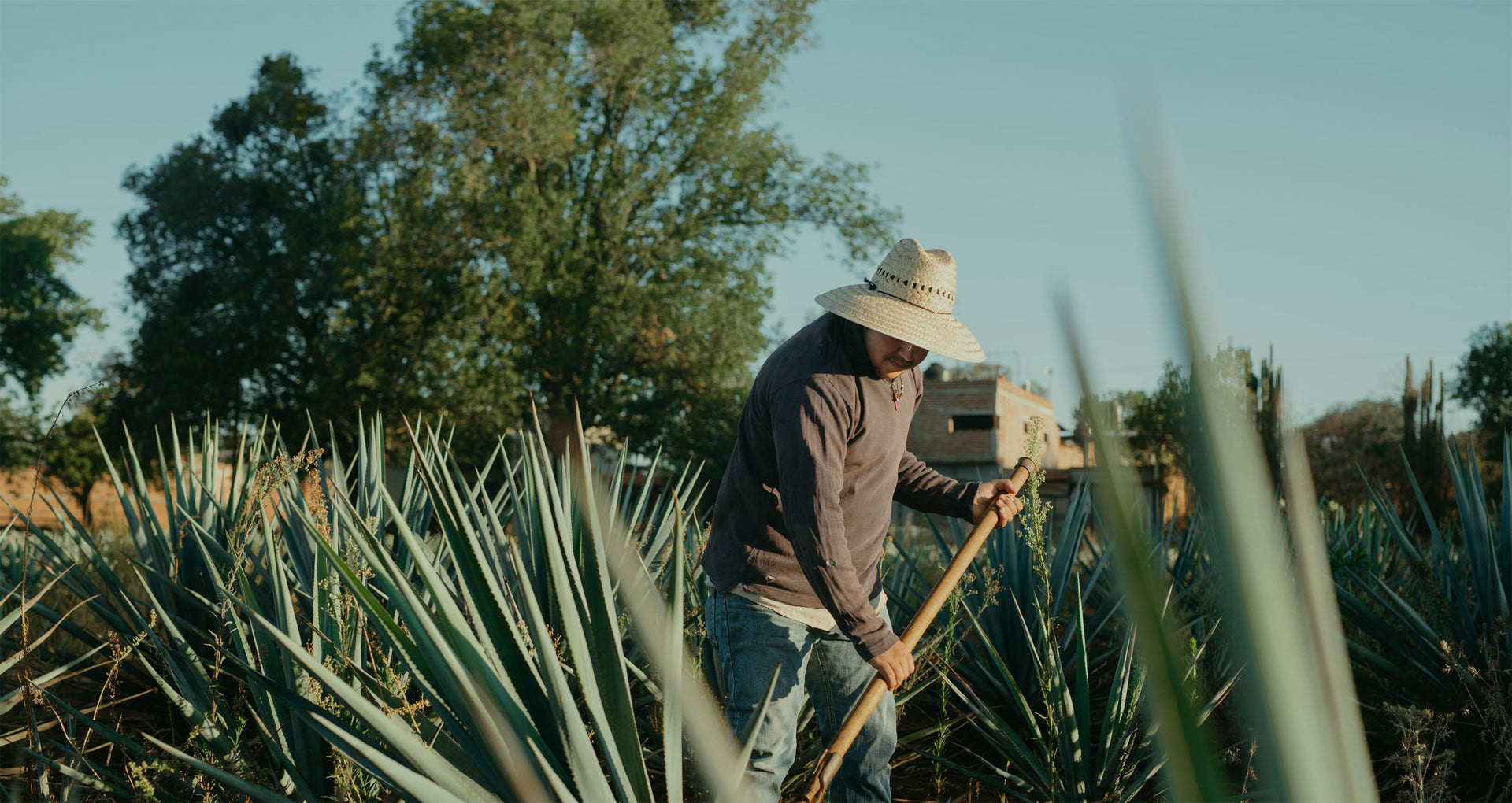 Delicious prebiotic beverages made with organic, hand harvested agave ...